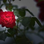 Keikoの不倫占い｜あの人の伴侶は、あなたの存在に気づいている？