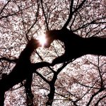 ２０２１年春の出会い占い｜あなたが出会う異性◆LoveMeDoが教えます
