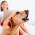 夢占い｜犬の夢の意味、夢の中で犬が吠えたら何を暗示している？