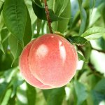 夢占い｜桃の夢の意味は？究極の恋愛の訪れ？セックスへの関心も