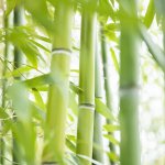 夢占い｜竹の夢、竹の節の夢の意味は？大きな幸運が訪れる暗示！