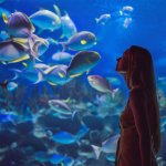 夢占い｜水族館の夢の意味は？あなたの心や感情を表す夢のお告げ