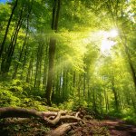 夢占い｜森の夢の意味は？あなたの心底の感情や不安を表すサイン