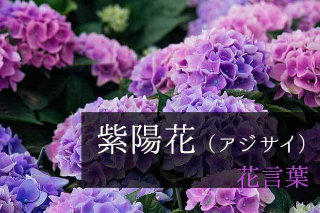 「紫陽花（あじさい）」の花言葉｜色別・種類別の意味や由来も解説