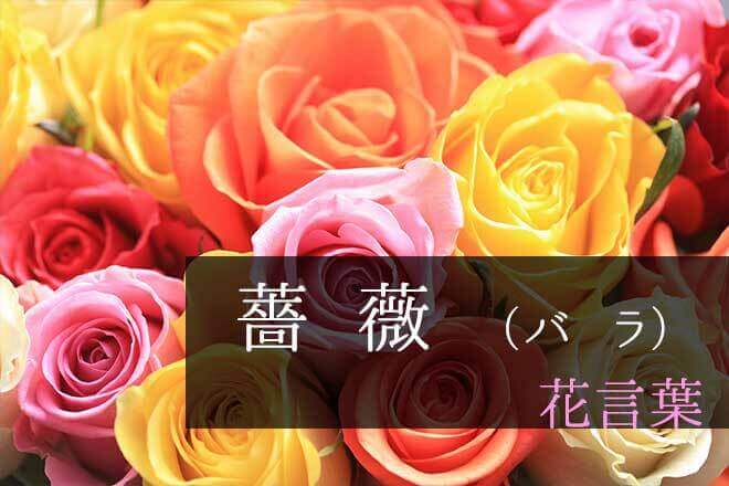 「薔薇（ばら）」の花言葉｜本数や色ごとの意味や由来も解説