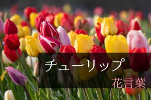 チューリップの花言葉｜色別や本数別の意味、花の特徴を解説