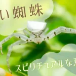 白い蜘蛛のスピリチュアルな意味とは？特徴や見かけた状況で解説
