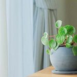 他言無用です【無料恋占い】あの人があなたに秘密にしていること