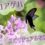 クロアゲハのスピリチュアルな意味とは？特徴や見かけた状況で解説