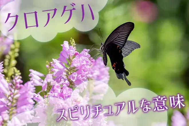 クロアゲハのスピリチュアルな意味とは？特徴や見かけた状況で解説