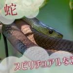 蛇のスピリチュアルな意味とは？特徴や見かけた状況で解説