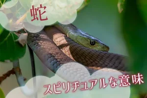 蛇のスピリチュアルな意味とは？特徴や見かけた状況で解説