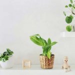 2人は交際できる？【恋愛占い】あの人から告白される可能性・転機