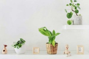 2人は交際できる？【恋愛占い】あの人から告白される可能性・転機