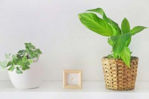 『好き』の気持ちは誰にも負けない…あの人と付き合える?