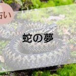 【夢占い】蛇の夢の意味52選。色や大きさ、場所やシーン別に解説