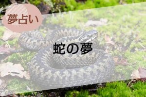 【夢占い】蛇の夢の意味52選。色や大きさ、場所やシーン別に解説