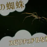 夜の蜘蛛のスピリチュアルな意味とは？特徴や見かけた状況で解説