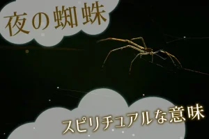 夜の蜘蛛のスピリチュアルな意味とは?特徴や見かけた状況で解説
