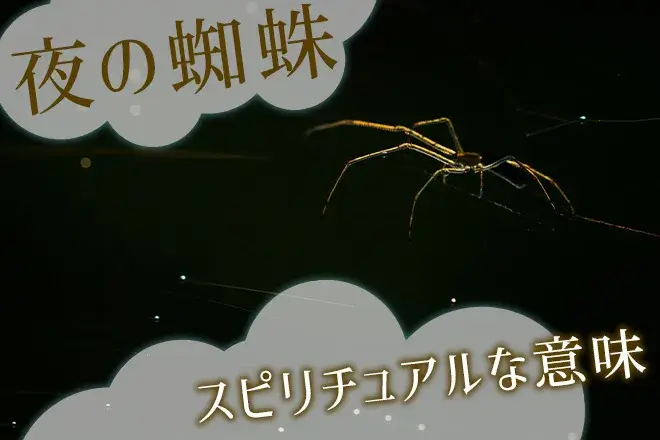 夜の蜘蛛のスピリチュアルな意味とは？特徴や見かけた状況で解説